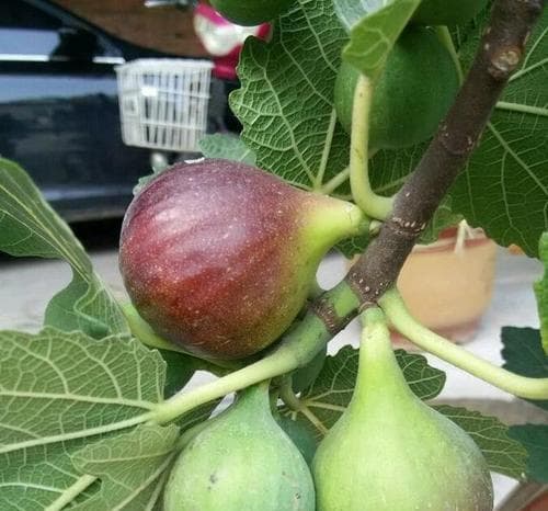 无花果种植技术与管理要点