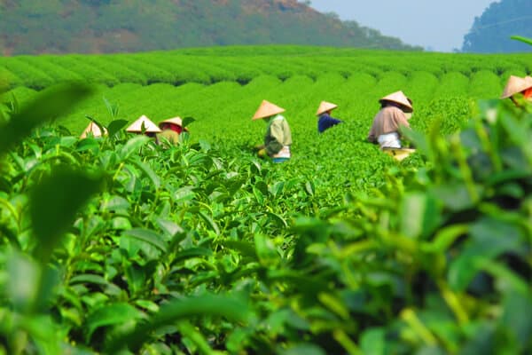 茶油树种植技术与管理要点详解