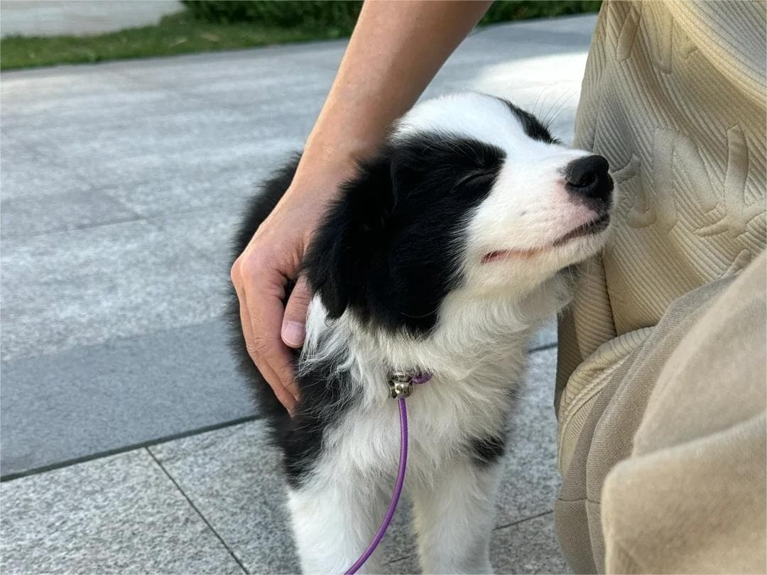 世界十大聪明狗狗排行榜：从边境牧羊犬到澳大利亚牧羊犬