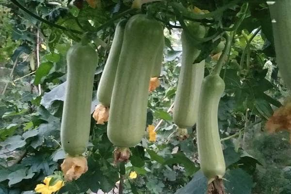 丝瓜怎么施肥？施什么肥好？