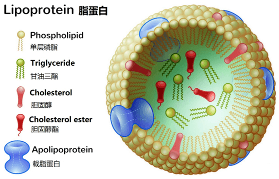 脂蛋白亚类详解：从基础概念到临床应用