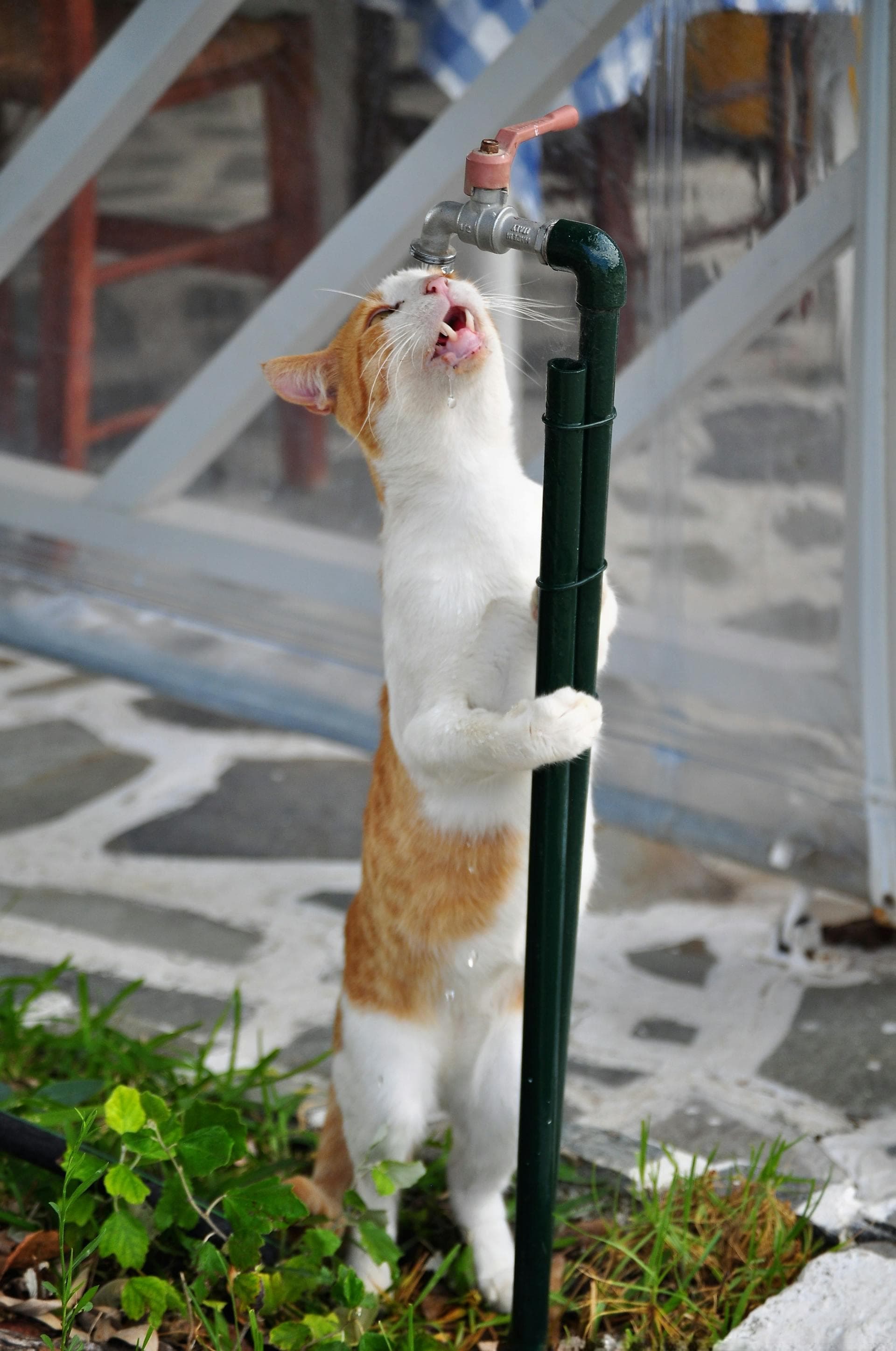 理解猫咪的奇怪行为：洞察神秘的猫世界