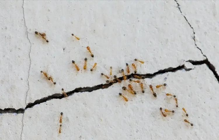 杀蚂蚁最有效的杀虫剂