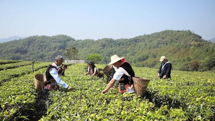 云南普洱：春茶香满园 茶农笑开颜