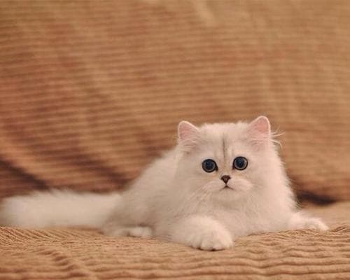 幼小的猫应该吃什么？如何为幼猫选择合适的食品？