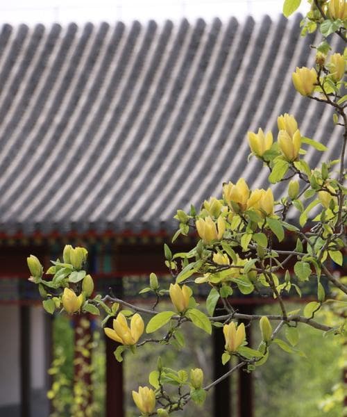 在植物园中如何拍摄美丽的照片？有哪些技巧？