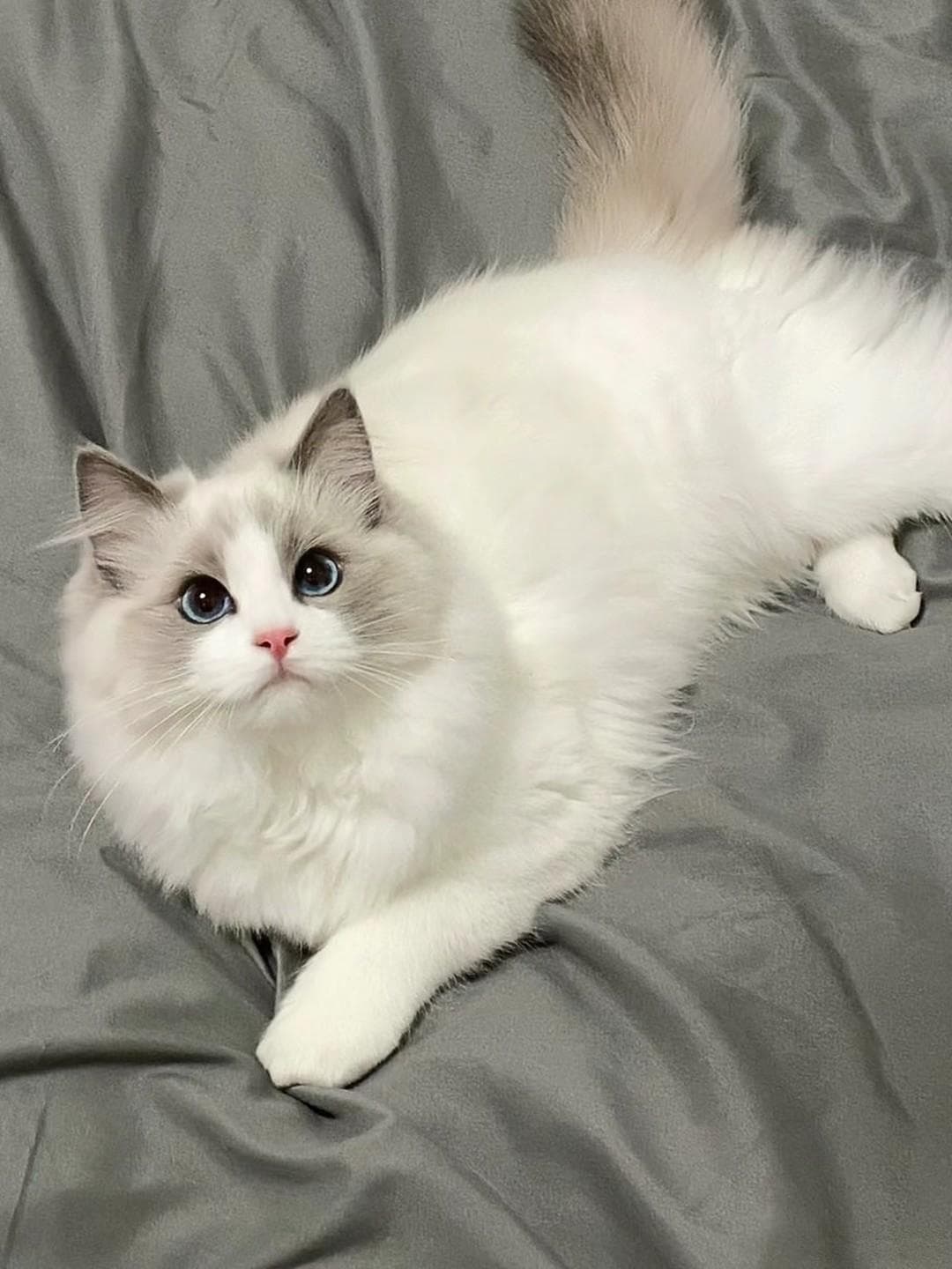 新手养猫攻略：全方位指南，让毛孩子健康成长