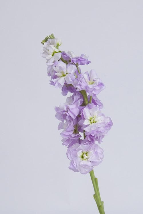 花香，调节你的情绪与神经