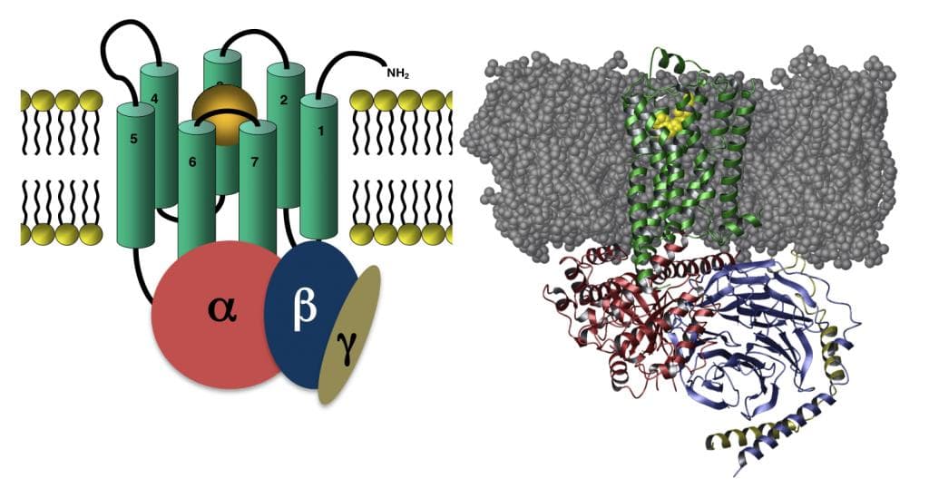 GPCR：生命科学的关键靶点