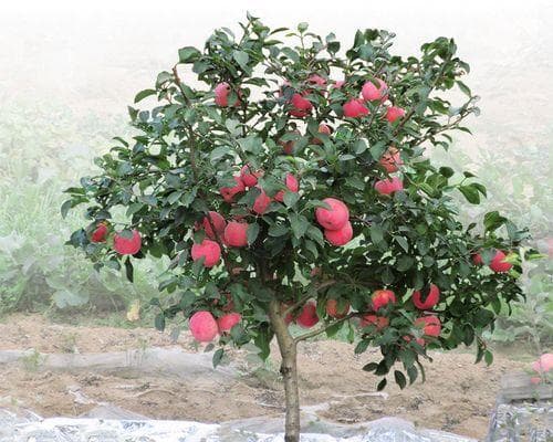 从选种到修剪：盆栽苹果树种植管理全程指南