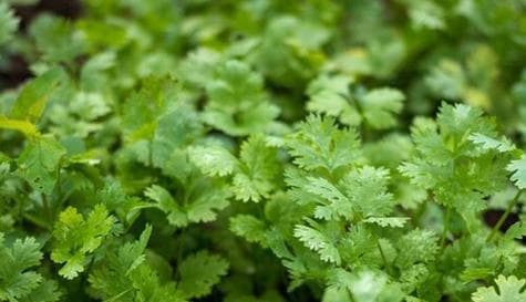 香菜生长周期详解（从种子到成熟，探究香菜生长的全过程）