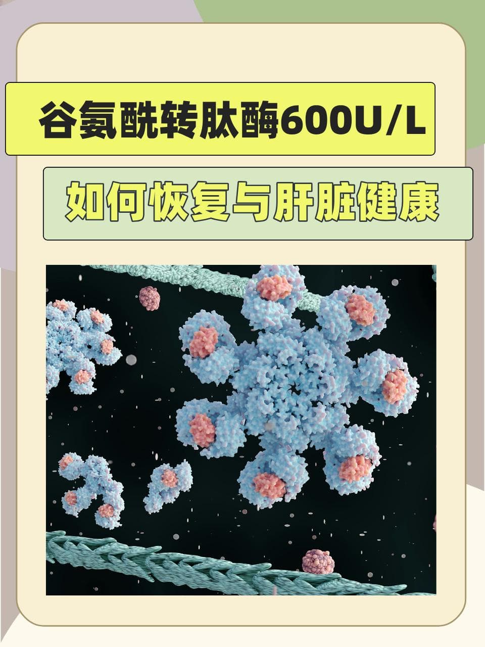 谷氨酰转肽酶600U/L：如何恢复与肝脏健康