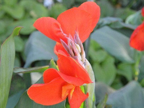 四川适合种植的草花有哪些 容易管理养护吗