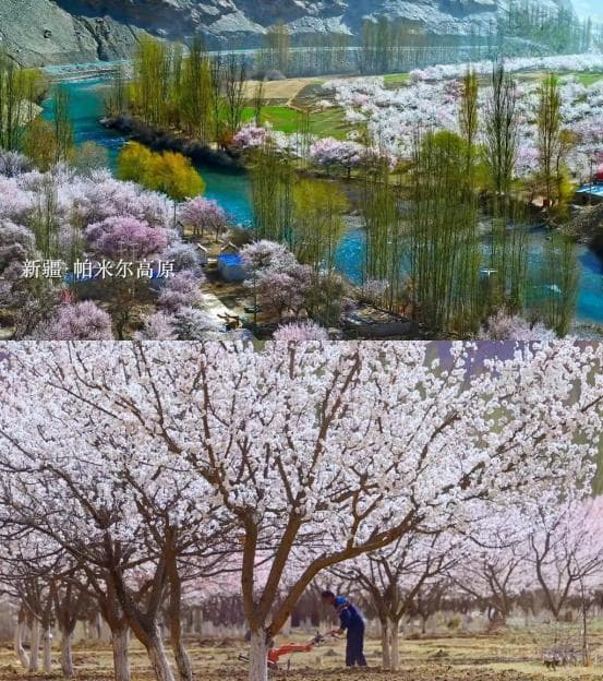 新疆2024年赏花攻略：从三月到八月的花海盛宴