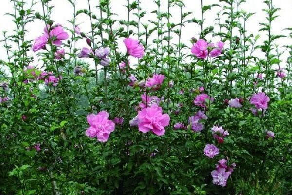 木槿花怎么扦插活的快？