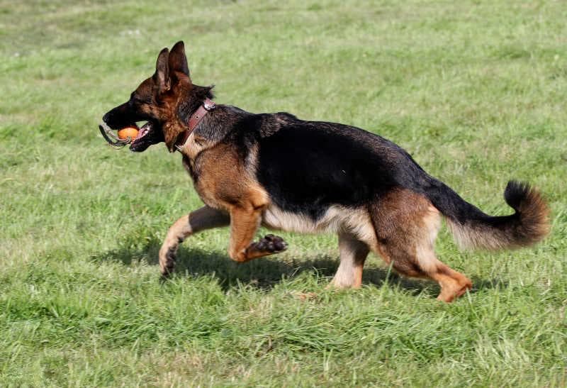 德国牧羊犬怎么训练圈羊