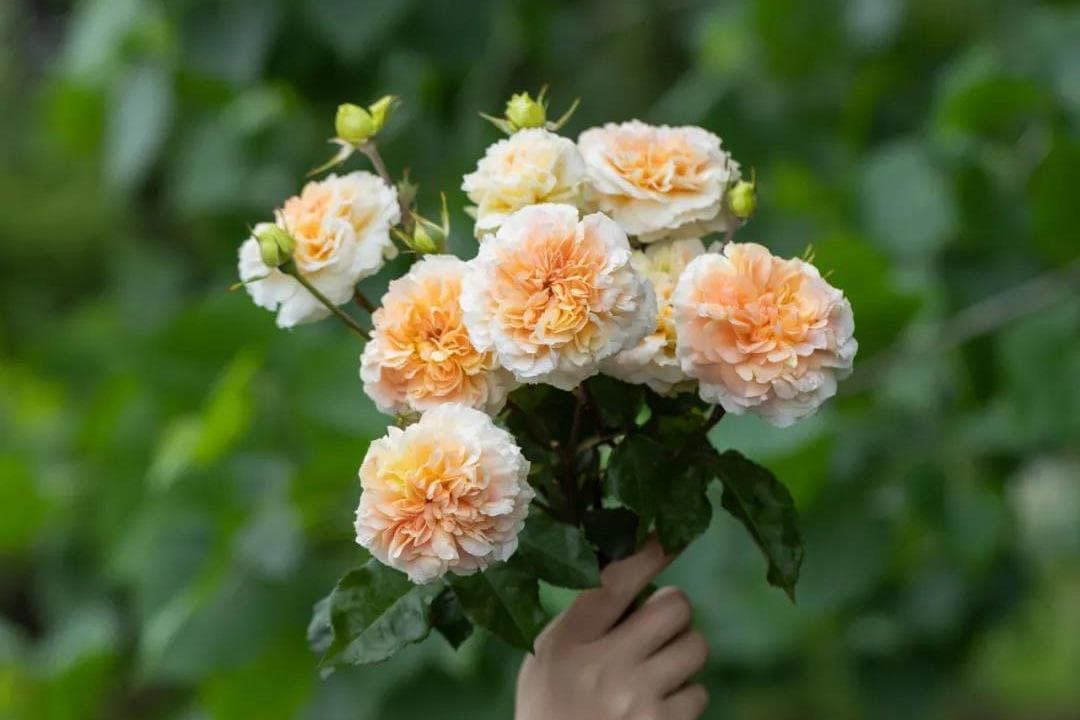 微芒：中国本土月季新品种的惊艳绽放