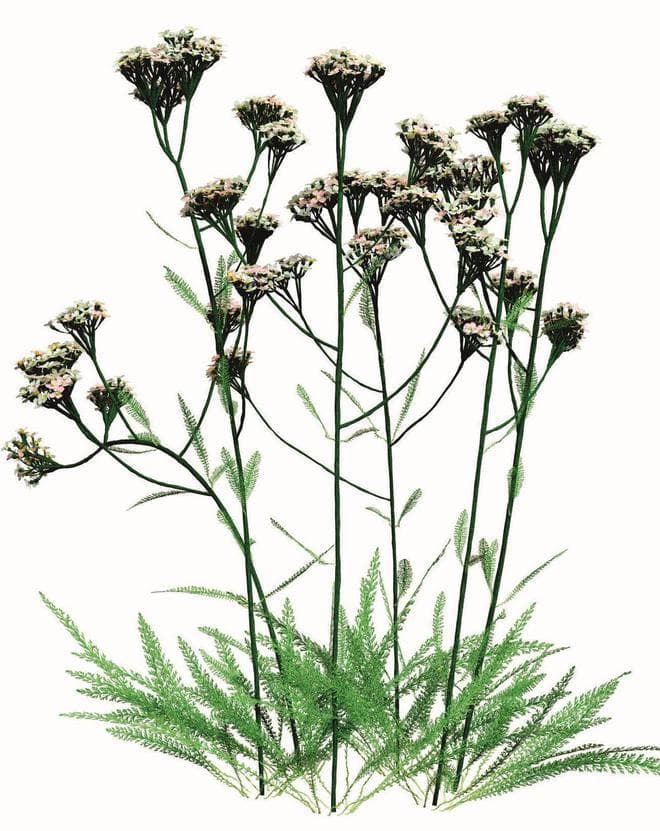草木间的天机：揭秘《周易》背后的蓍草占筮术