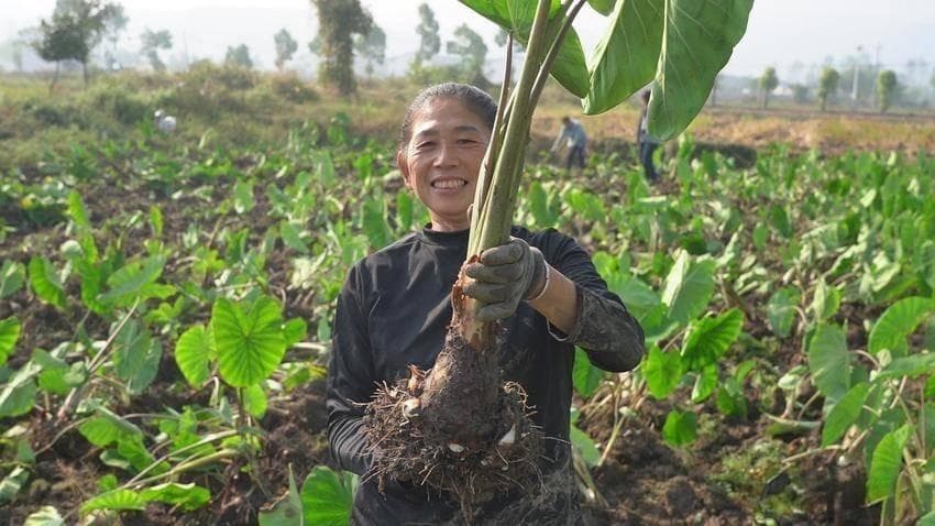 襄阳谷城：芋头丰收季 满地“金疙瘩”铺就致富路