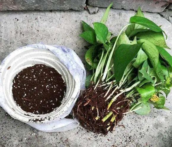 春天来了，手把手教你给家里的花草换盆