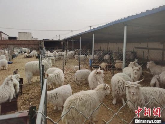 阿尔巴斯白绒山羊“闯世界”