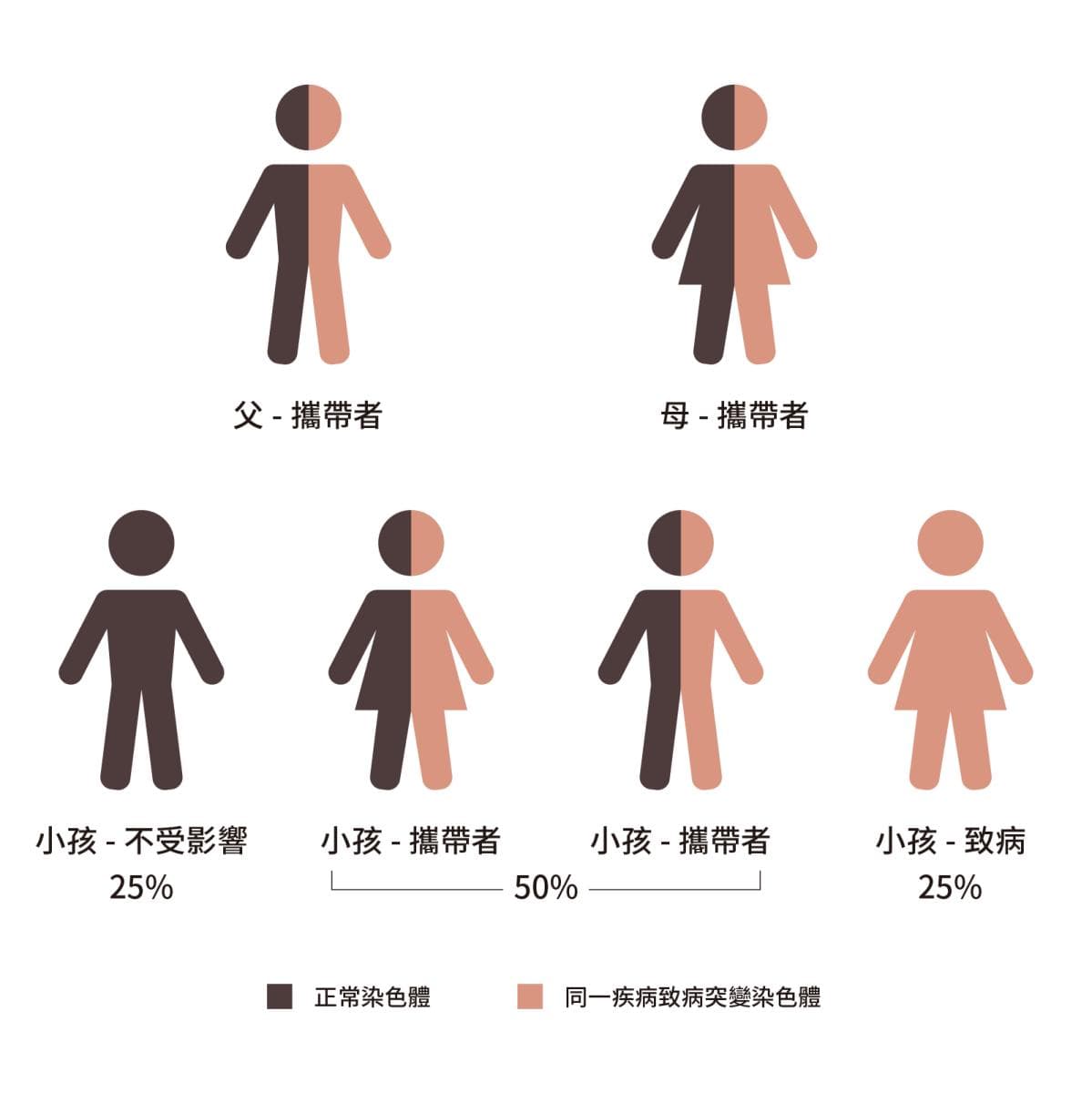 擴展性遺傳病基因攜帶者篩查 (ECS)
