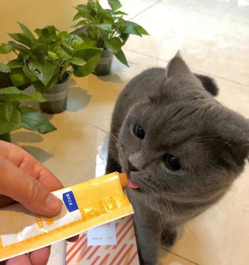 猫咪的零食之选——让它健康又美味（为爱猫精心挑选的零食）