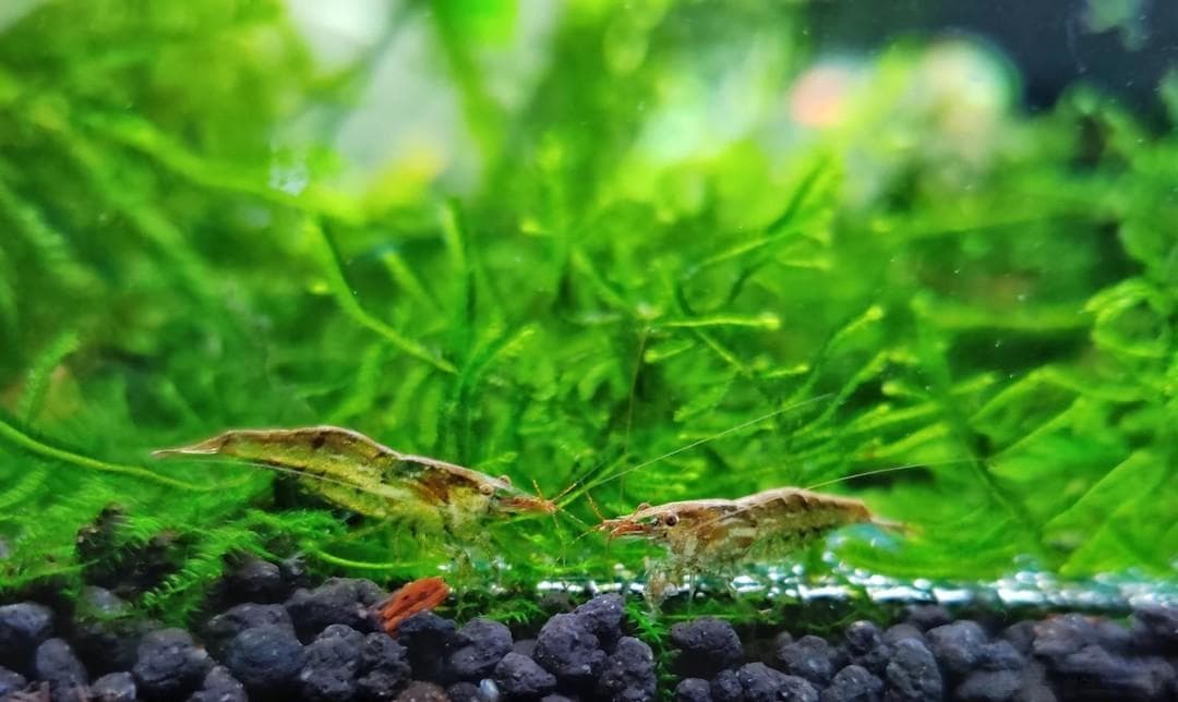黑壳虾除藻多多益善，放太多了却不好，你知道黑壳虾的危害吗？
