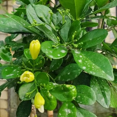九里香：一种兼具观赏与药用价值的植物