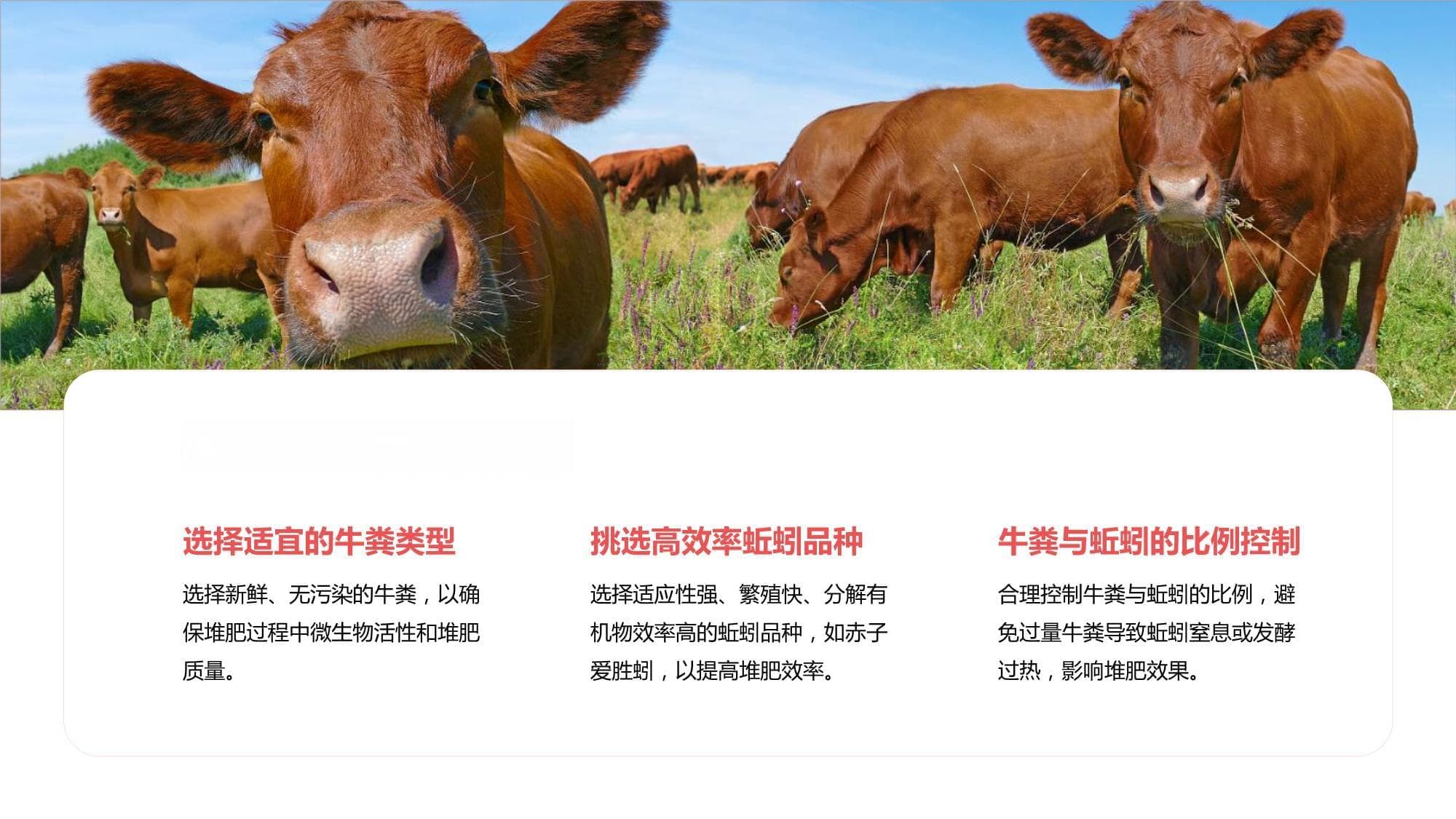 牛粪蚯蚓堆肥条件优化与性状变化