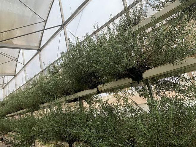 想在广州种迷迭香？快来学习水培技术！