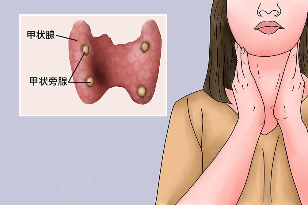 甲状旁腺激素是什么，有什么作用