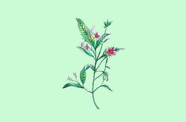 板蓝根什么时候播种？板蓝根种植技术与管理