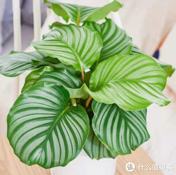 青苹果竹芋怎么养才能爆盆？紧抓这6点，花开多多！