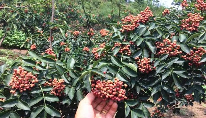 花椒树的适宜种植环境（花椒树种植所需的地理环境、土壤条件和气候要求）
