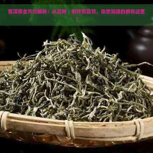 普洱茶全方位解析：从品种、制作到品饮，你想知道的都在这里！