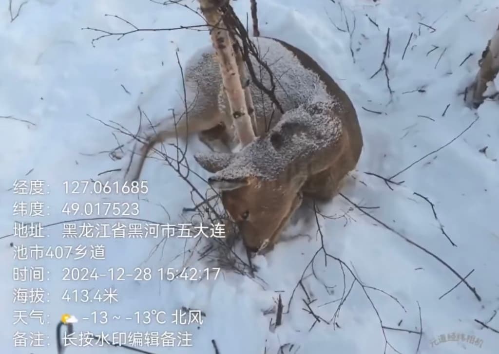 黑龙江多个林区被指存在盗猎野生动物，多地部门回应将加强巡护