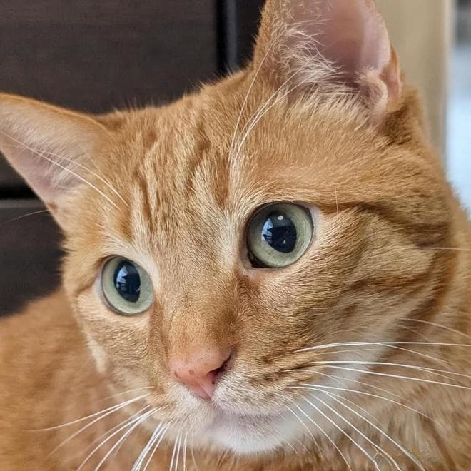 给猫咪吃西瓜？是美味还是灾难？一场水果与猫咪的奇妙碰撞