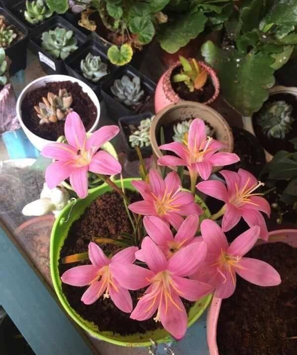 花盆里有蚯蚓到底好不好？妙用起来，土变肥、花草长得顶呱呱！