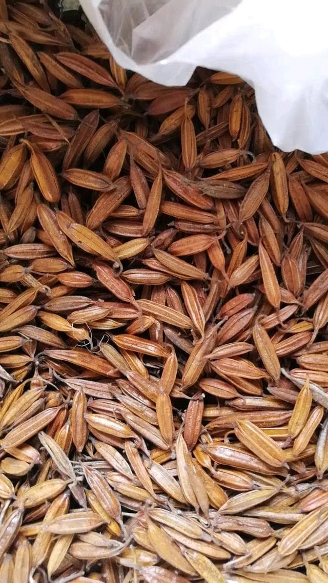 白芨种子直播育苗技术详解