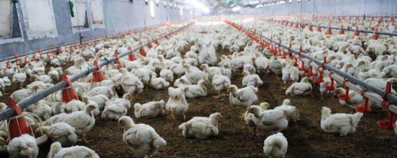 速成鸡的养殖技术：从鸡种优化到饲料配比的全面指南