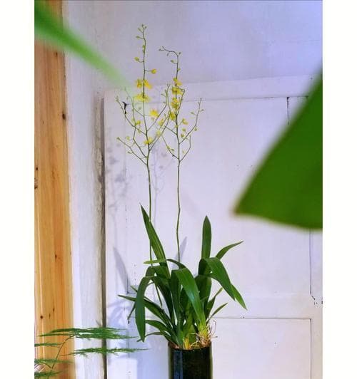 适合水培的花卉推荐（选择适合水培的花卉，打造美丽空间）