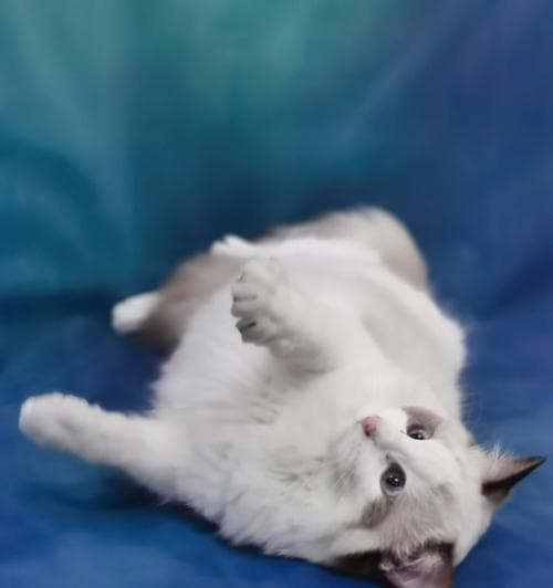 揭秘猫咪腹膜炎的成因和治疗方法