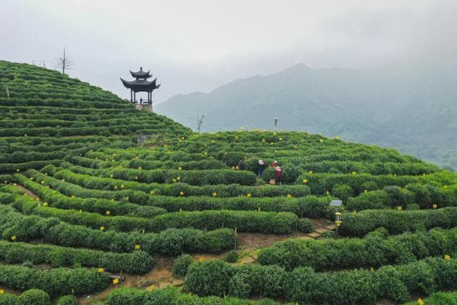 天下名茶，独高太平：太平猴魁