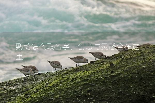 鹦鹉怎么取名字，创意与灵感全在这里