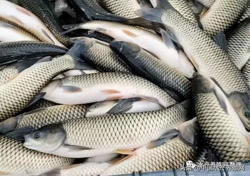 宠物鱼快速成长，专用饲料适量喂