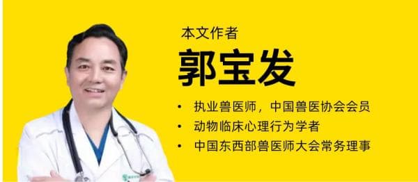爱宠学院丨应激与猫友好