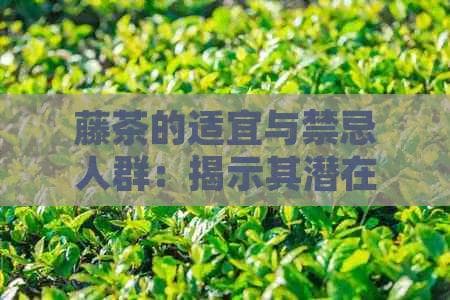 藤茶的适宜与禁忌人群：揭示其潜在的健效益与潜在风险