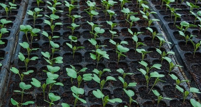 谷子出苗时间分析（谷子播种后的生长周期及影响因素）