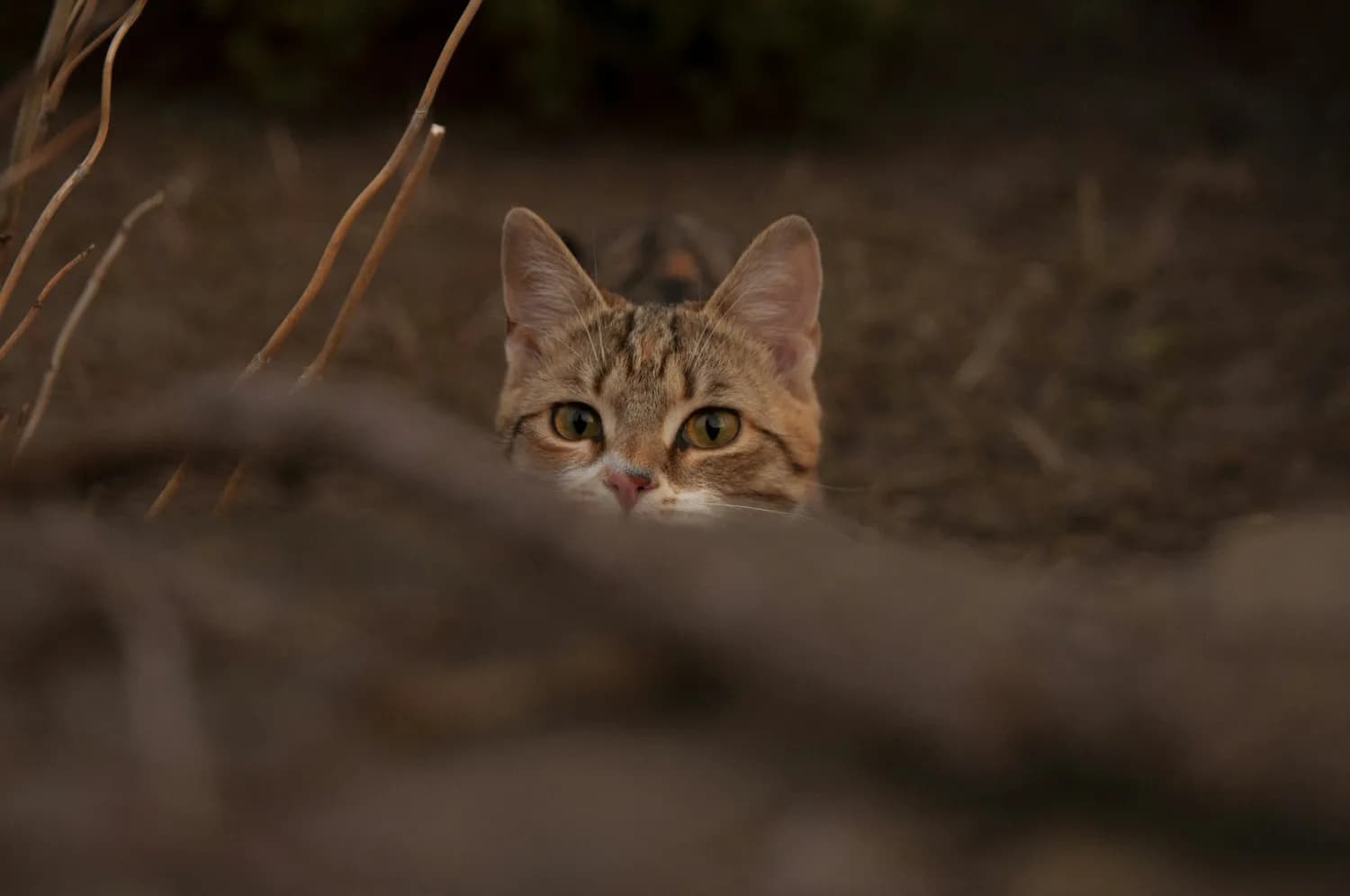 猫咪怕什么声音？科学揭秘它们的恐惧！